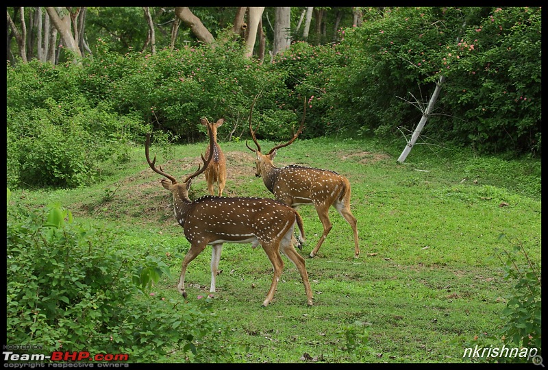 Wildlife at Nagarhole & Kabini-img_3005.jpg