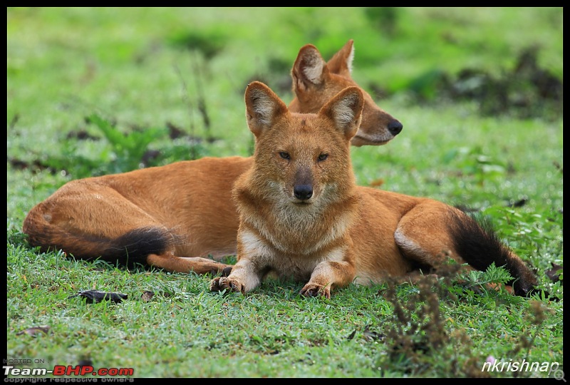 Wildlife at Nagarhole & Kabini-img_1769.jpg