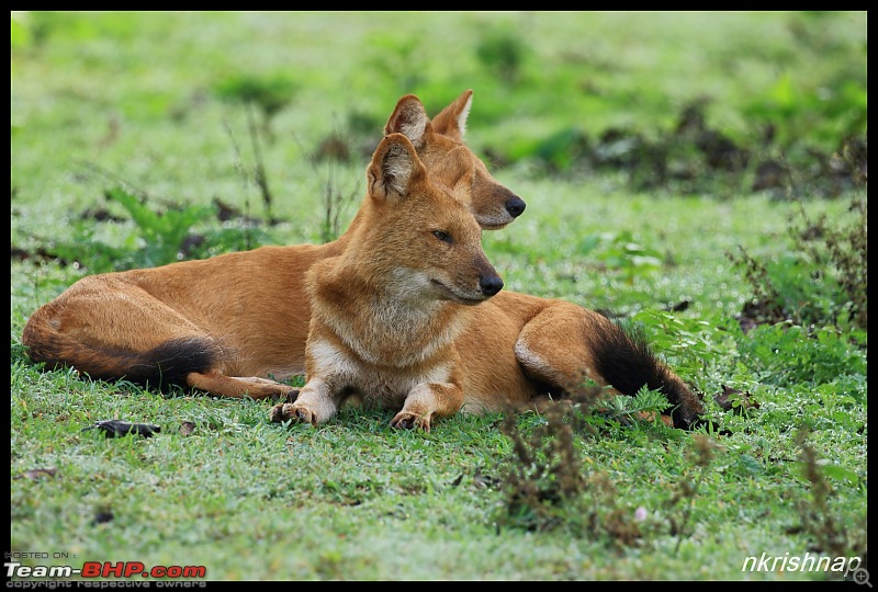 Wildlife at Nagarhole & Kabini-img_1773.jpg