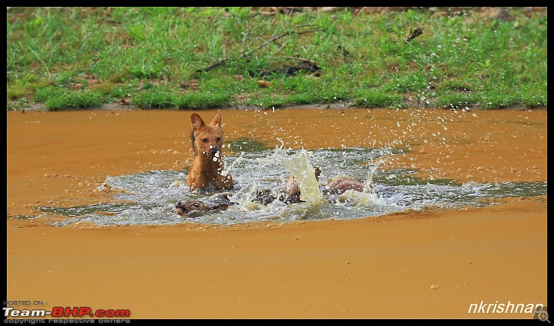 Wildlife at Nagarhole & Kabini-img_1805.jpg