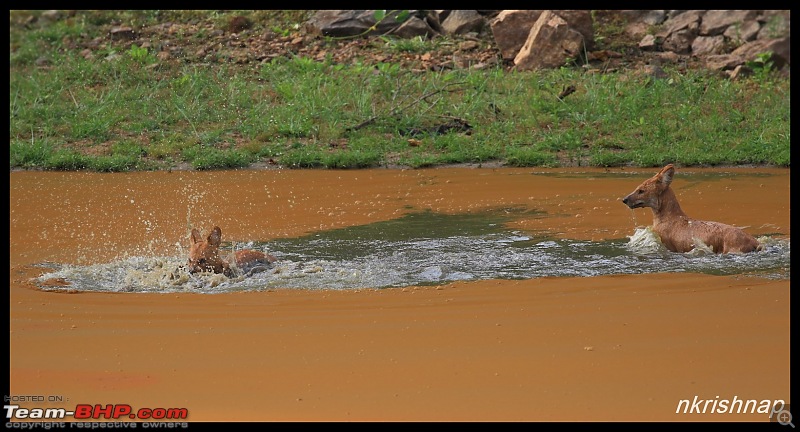 Wildlife at Nagarhole & Kabini-img_1816.jpg