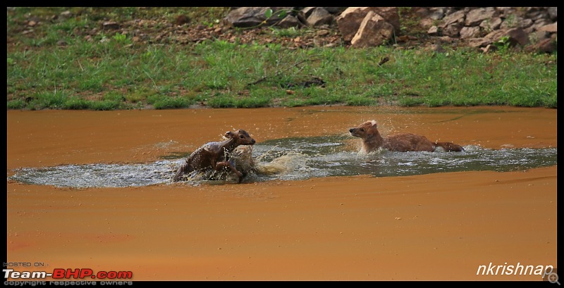 Wildlife at Nagarhole & Kabini-img_1825.jpg