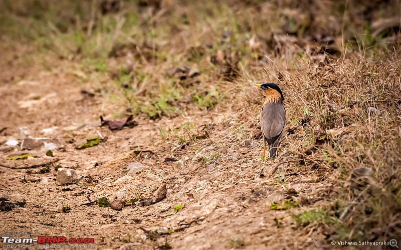 Bandipur: In search of Stripes!-dsc_0794edit.jpg