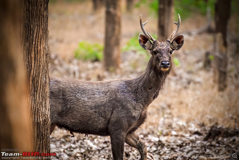 Bandipur: In search of Stripes!-dsc_2097edit.jpg