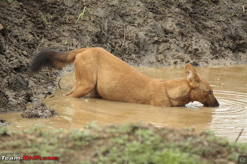 A long weekend at Kabini-_mg_9485.jpg