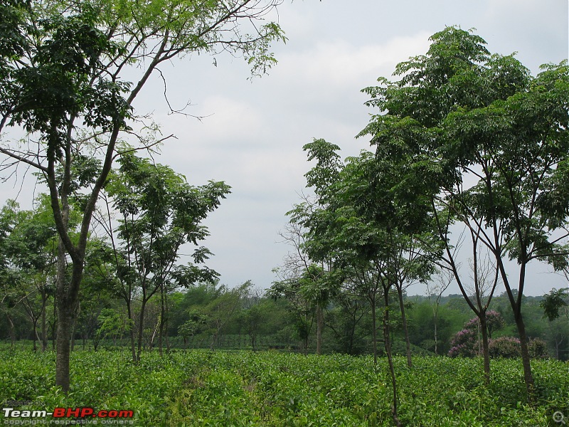 Paren - A li'l wonderland along the Indo-Bhutan border (West Bengal)-img_6144.jpg