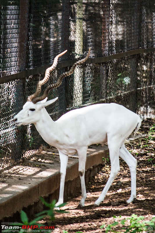 Family Trip: Belur, Coorg & Mysore-teambhpday415.jpg