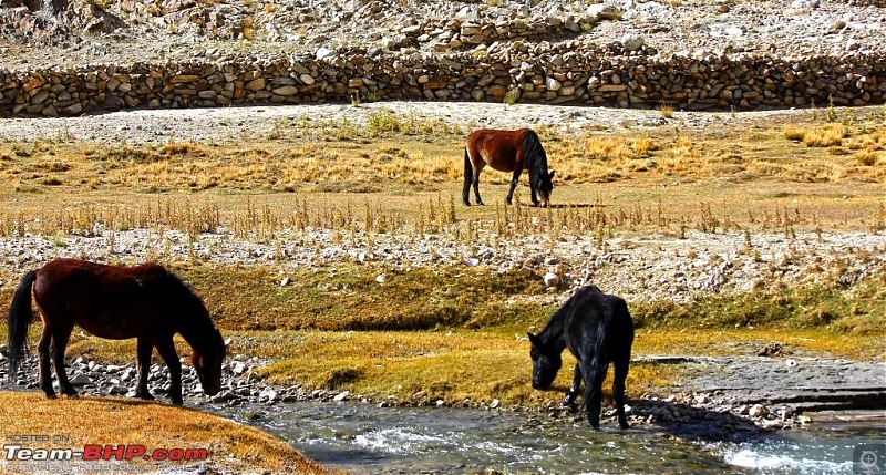 How I got Leh'd v1.1! Bangalore to Ladakh in an XUV500-horses.jpg