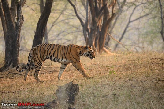 Tigers of Ranthambore: A 4,100 km roadtrip-dsc_1620.jpg