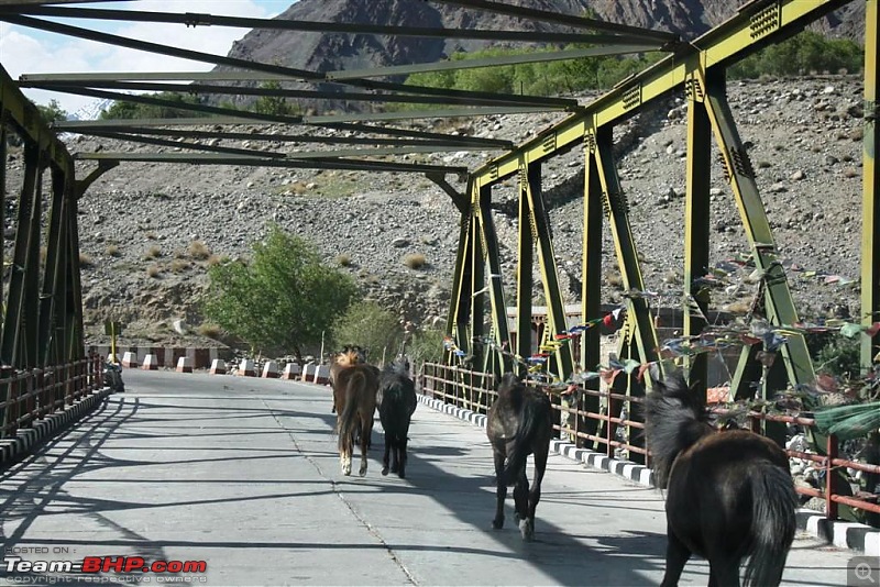 Better Leh'd than Never - a 3,004 kms round trip of a lifetime!-img_2939.jpg