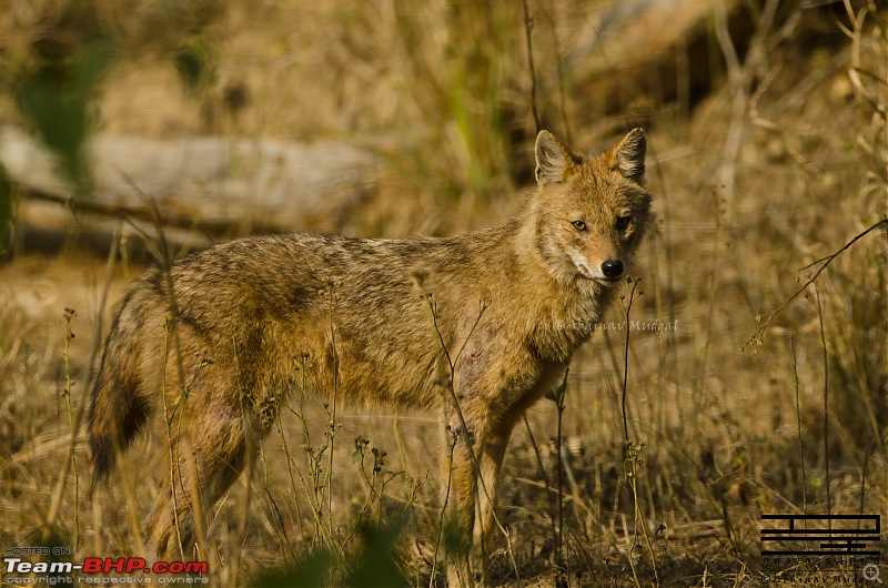 Rambling in the wild : Ranthambore, Jhalana, Bharatpur & more-dsc_0061.jpg