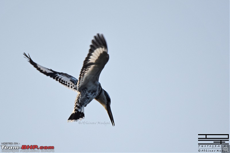 Rambling in the wild : Ranthambore, Jhalana, Bharatpur & more-pied-kingfisher.jpg