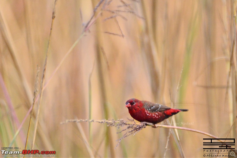 Rambling in the wild : Ranthambore, Jhalana, Bharatpur & more-red-avadavat.jpg