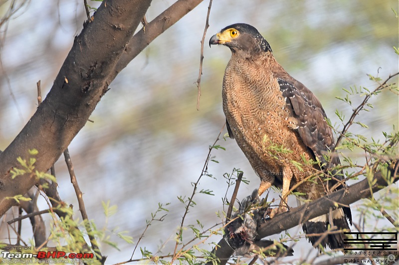 Rambling in the wild : Ranthambore, Jhalana, Bharatpur & more-serpent-eagle.jpg