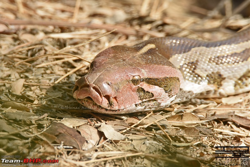 Rambling in the wild : Ranthambore, Jhalana, Bharatpur & more-rock-python.jpg