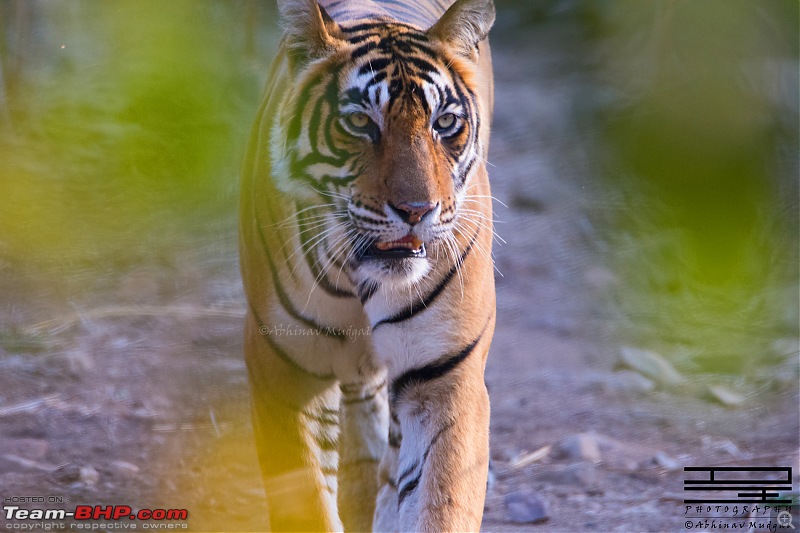 Rambling in the wild : Ranthambore, Jhalana, Bharatpur & more-avi_0484.jpg