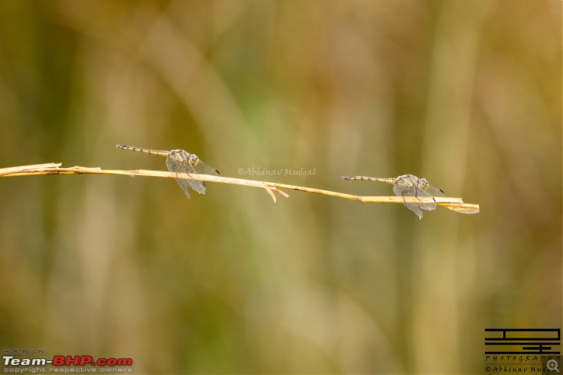 Rambling in the wild : Ranthambore, Jhalana, Bharatpur & more-dragonfly.jpg