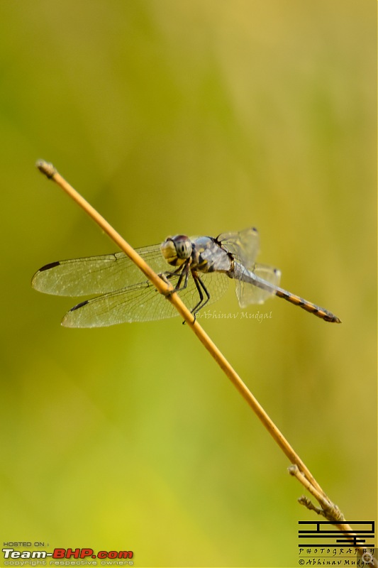 Rambling in the wild : Ranthambore, Jhalana, Bharatpur & more-dragonfly1.jpg