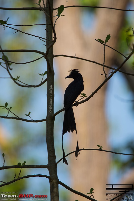 Rambling in the wild : Ranthambore, Jhalana, Bharatpur & more-racket-tailed-drongo.jpg