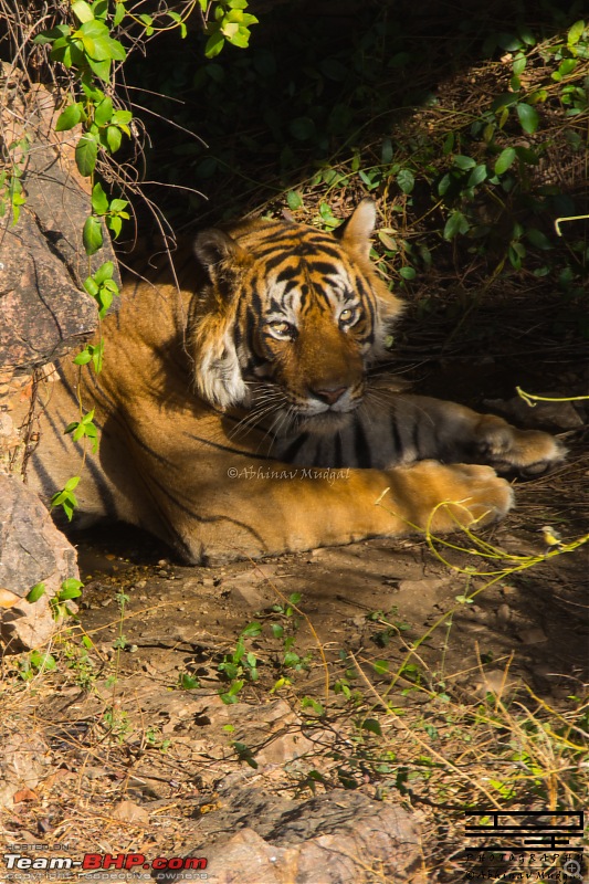 Rambling in the wild : Ranthambore, Jhalana, Bharatpur & more-avi_2521.jpg