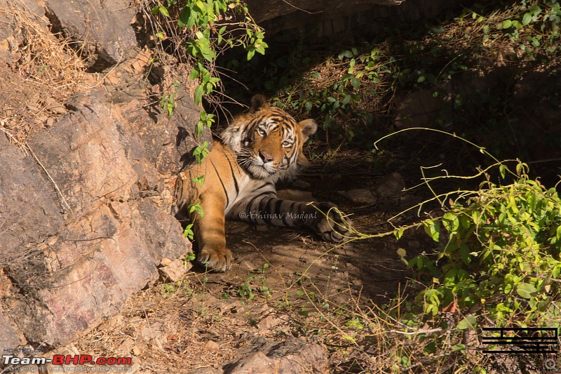 Rambling in the wild : Ranthambore, Jhalana, Bharatpur & more-avi_2526.jpg