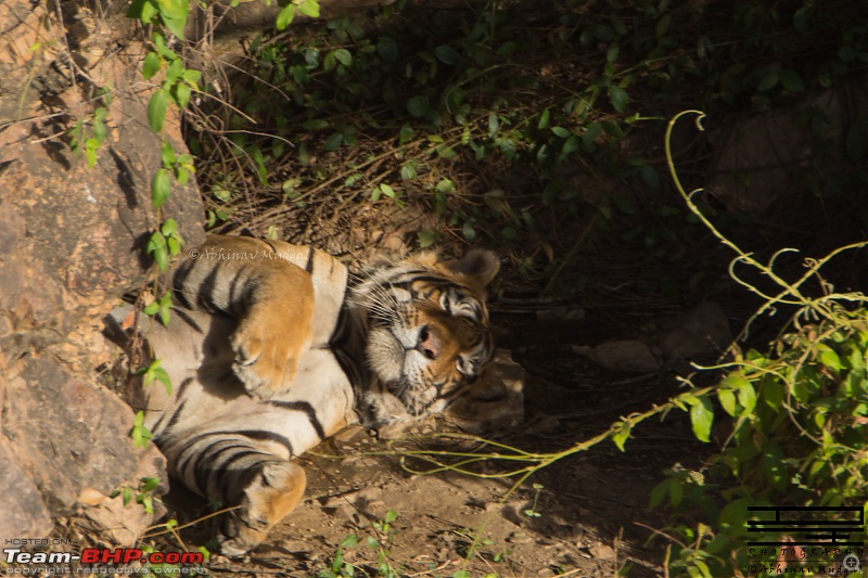 Rambling in the wild : Ranthambore, Jhalana, Bharatpur & more-avi_2564.jpg