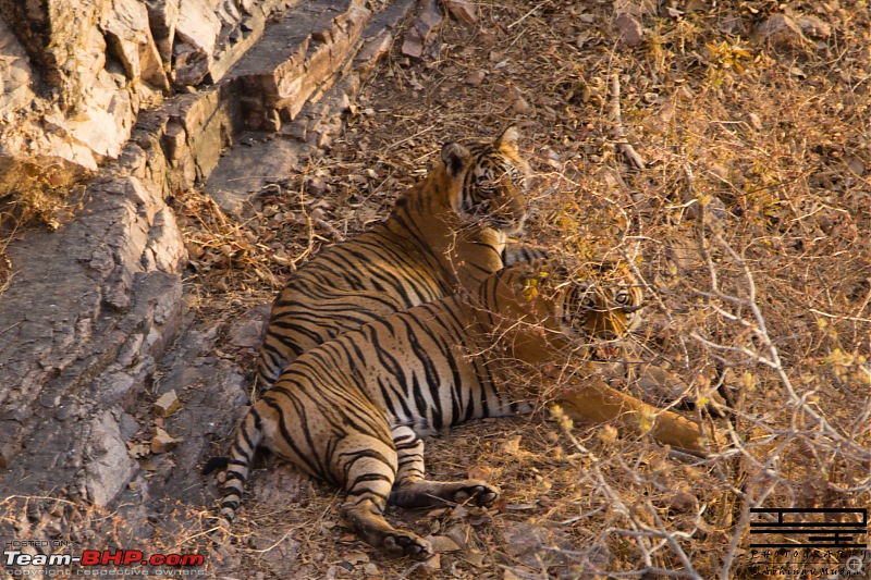 Rambling in the wild : Ranthambore, Jhalana, Bharatpur & more-avi_2609.jpg