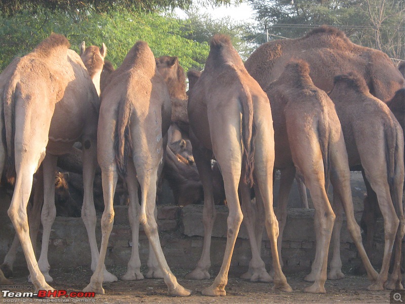 To the Golden City, Jaisalmer-img_3512.jpg