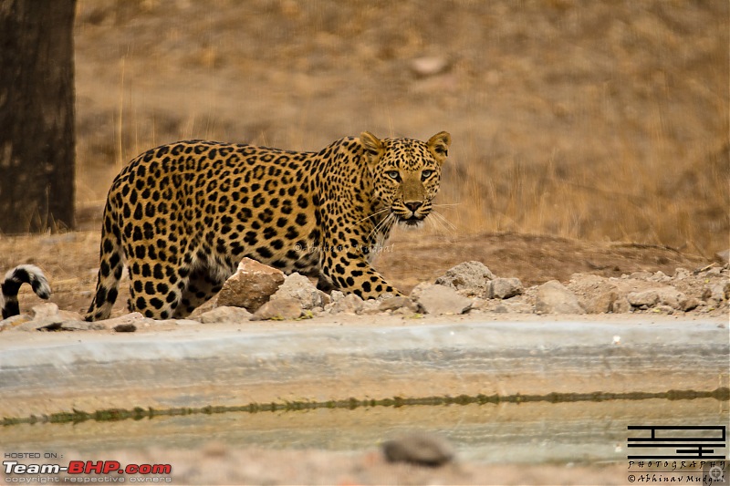 Rambling in the wild : Ranthambore, Jhalana, Bharatpur & more-avi_2688.jpg