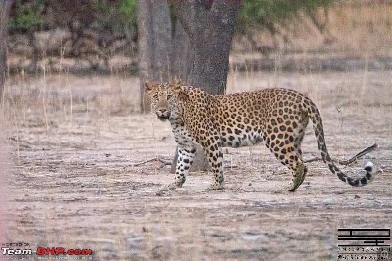 Rambling in the wild : Ranthambore, Jhalana, Bharatpur & more-avi_2850.jpg