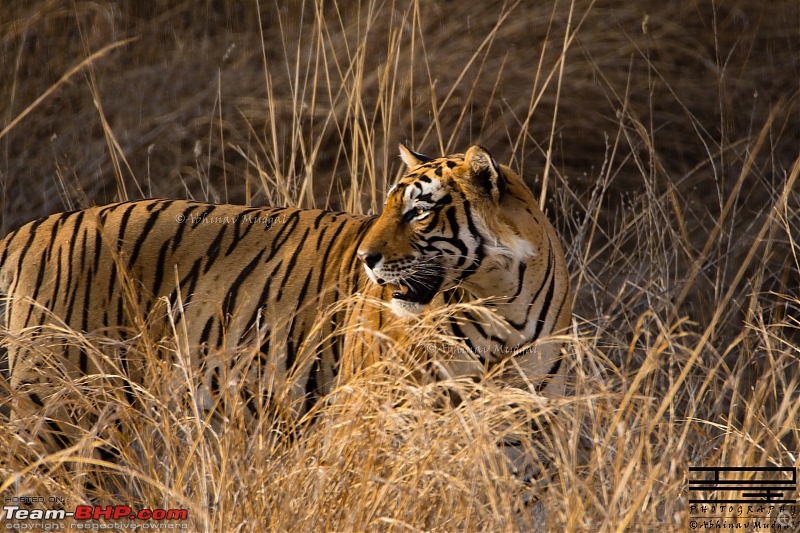 Rambling in the wild : Ranthambore, Jhalana, Bharatpur & more-avi_3060.jpg