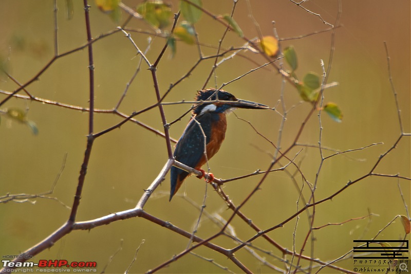 Rambling in the wild : Ranthambore, Jhalana, Bharatpur & more-kingfisher.jpg