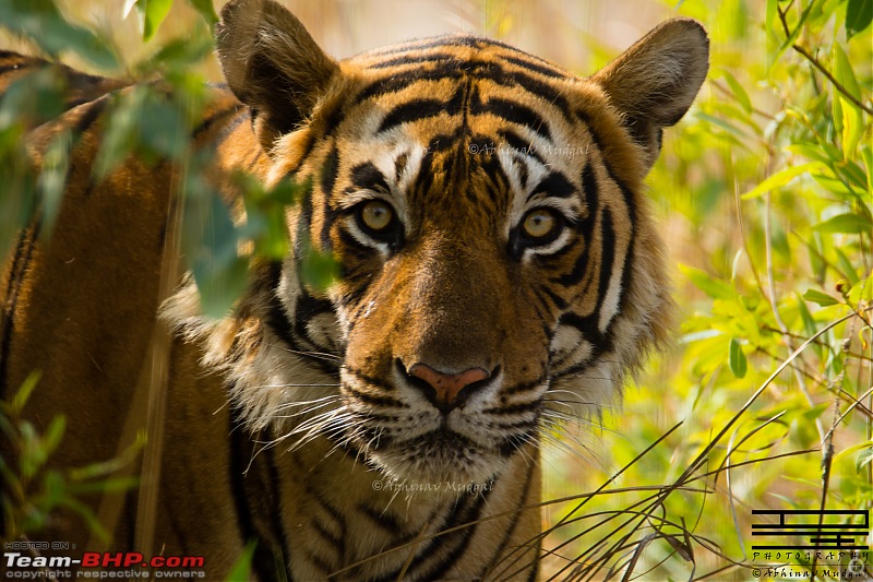 Rambling in the wild : Ranthambore, Jhalana, Bharatpur & more-avi_3225.jpg