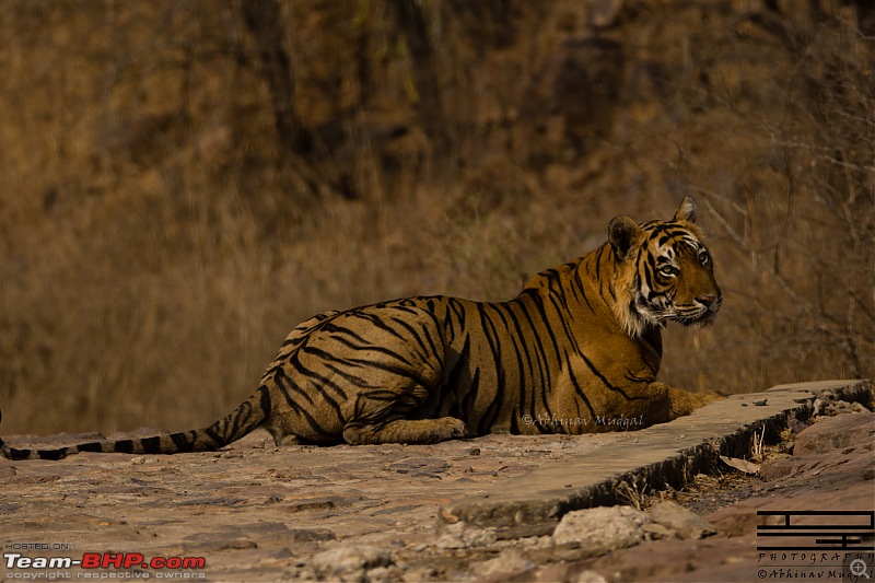 Rambling in the wild : Ranthambore, Jhalana, Bharatpur & more-avi_3447.jpg