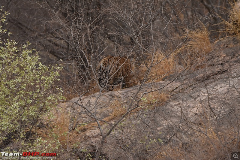 Rambling in the wild : Ranthambore, Jhalana, Bharatpur & more-avi_3512.jpg