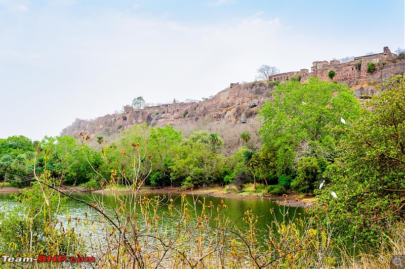 The Gods have been kind: Ranthambore National Park-fort-overlooking-lake1.jpg