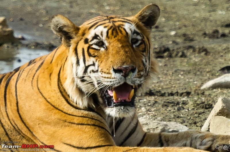 The Gods have been kind: Ranthambore National Park-drooling1.jpg