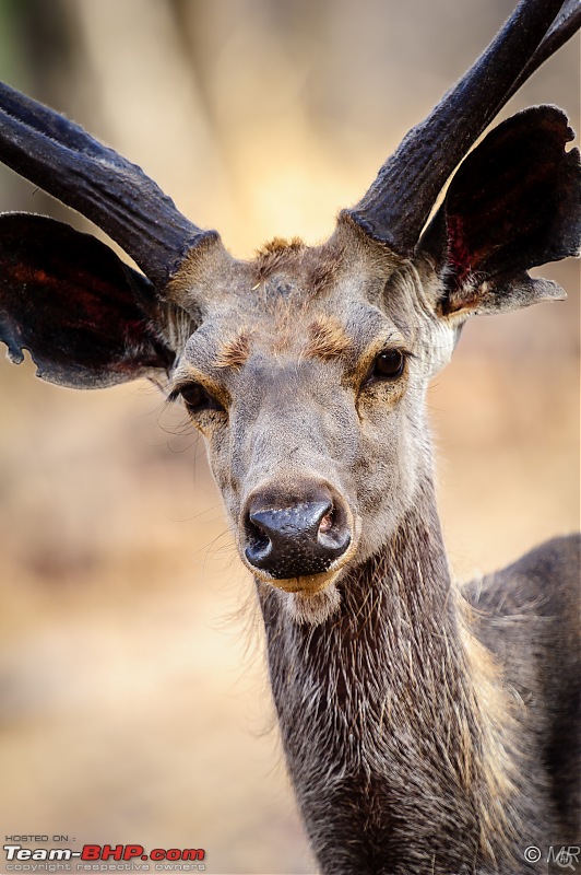 The Gods have been kind: Ranthambore National Park-sambar1.jpg