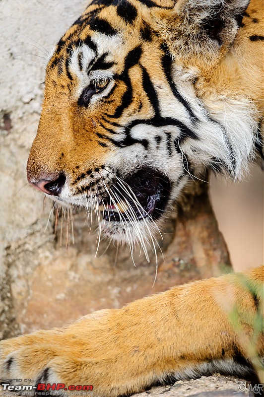 The Gods have been kind: Ranthambore National Park-coming-up12.jpg