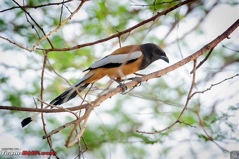 The Gods have been kind: Ranthambore National Park-tree-pie14.jpg