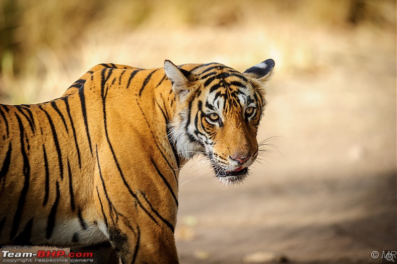 The Gods have been kind: Ranthambore National Park-glaring1.jpg