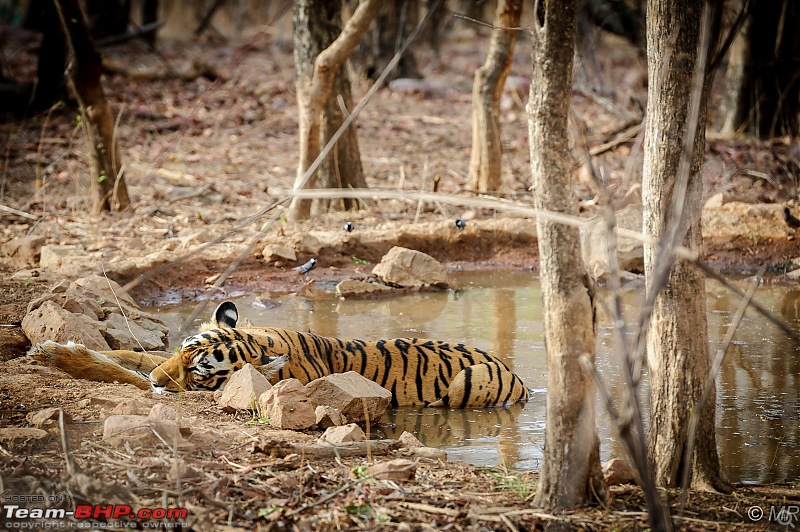 The Gods have been kind: Ranthambore National Park-will-you-guys-leave-me-alone12.jpg