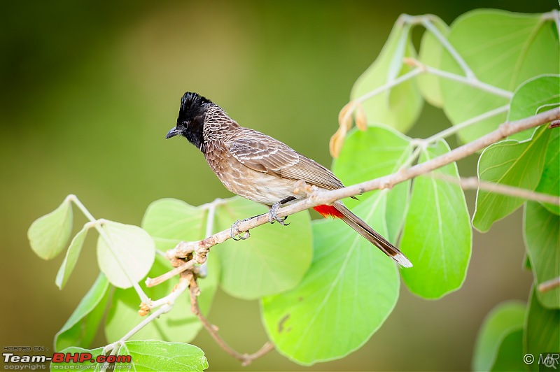 The Gods have been kind: Ranthambore National Park-red-vented-bulbul1.jpg