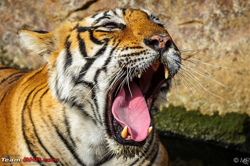 The Gods have been kind: Ranthambore National Park-tiger-yawning12.jpg