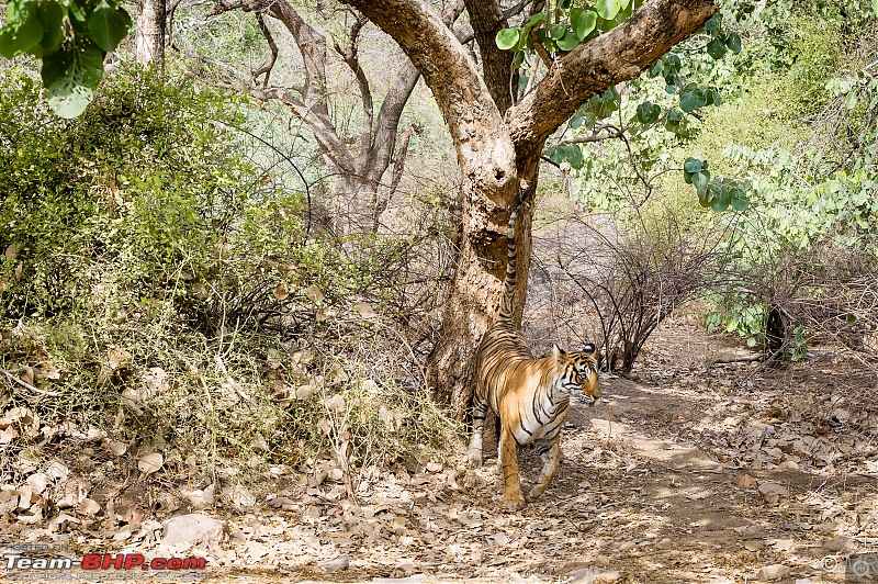 The Gods have been kind: Ranthambore National Park-tiger-marking1.jpg