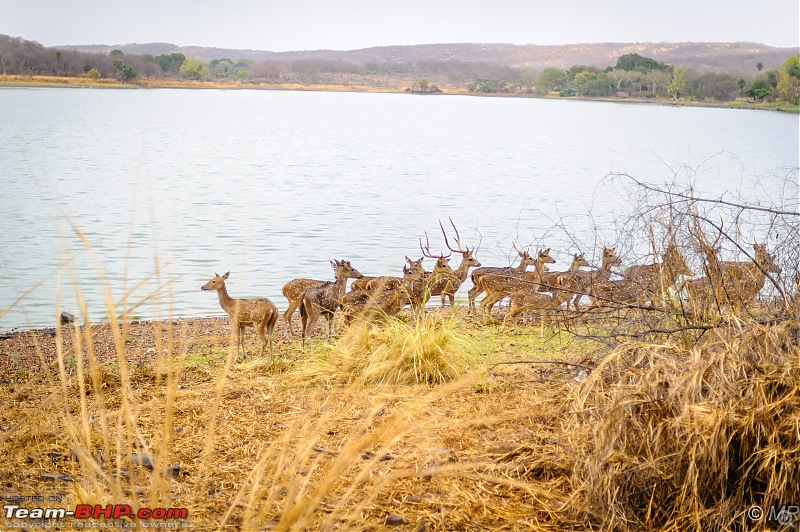 The Gods have been kind: Ranthambore National Park-deer-lake1.jpg