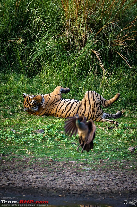 The Gods have been kind: Ranthambore National Park-tiger-peacock1.jpg