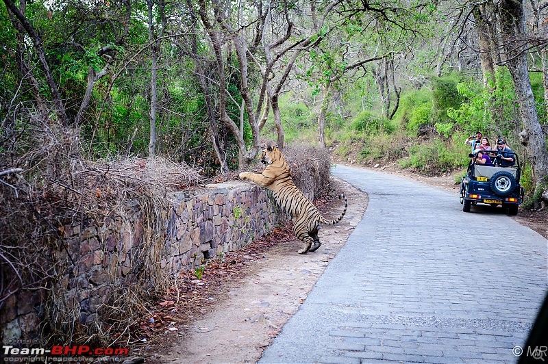 The Gods have been kind: Ranthambore National Park-tiger-jumping1.jpg