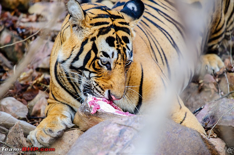 The Gods have been kind: Ranthambore National Park-tiger-eating1.jpg