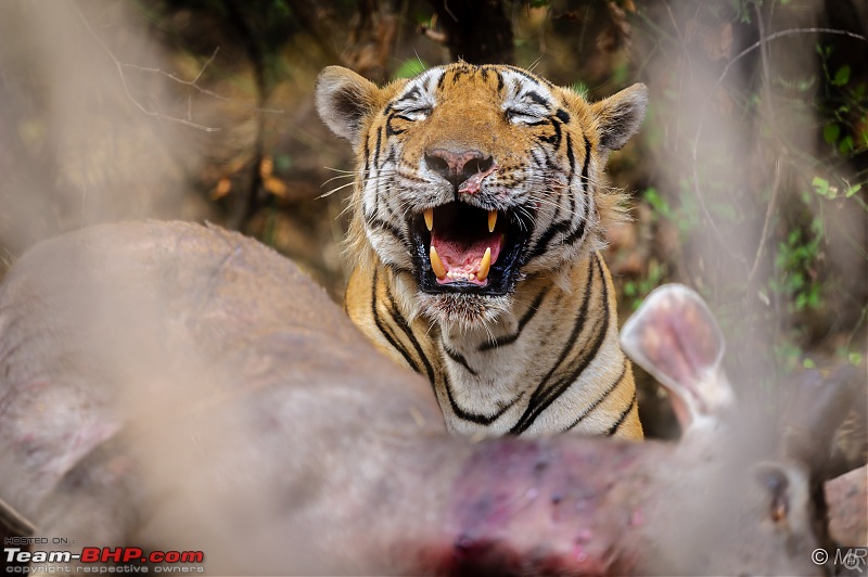 The Gods have been kind: Ranthambore National Park-eating-kill1.jpg